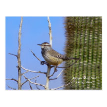 Arizona-Staats-Vogel Postkarten