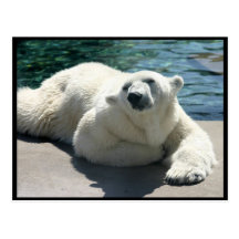 Arktische Eisbär-Postkarte