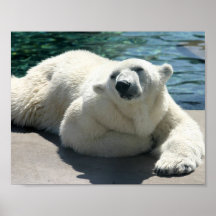 Arktischer Eisbär-Plakat-Druck