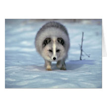 Arktischer Fox auf Schnee Grußkarten