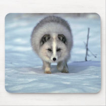 Arktischer Fox auf Schnee mauspads