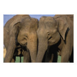 Asien, Indien, Nargahole Nationalpark. Indisch Foto
