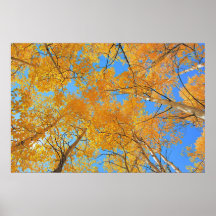 Aspen-Decke Plakate