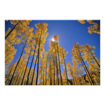 Aspen-Waldung im Herbst in der San- Juanstrecke Photodruck