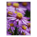 Aster-Blumen auf einer leeren Karte