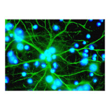 Astrocyte sind sternförmige Glial Zellen im Gehirn Ankündigung