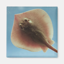 Atlantischer Stingray Kühlschrankmagnete