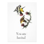 Audubon AmerikanerGoldfinch Ankündigungen