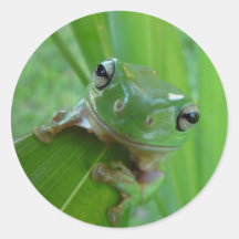 Aufkleber des grünen Frosches
