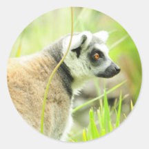 Aufkleber-Lemur-Ring angebunden