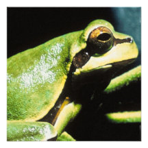 Aufstellung der Frosch-Einladungen
