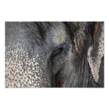 Auge des Elefant-8x10 Kunst Foto