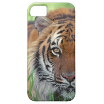 Auge des Tigers Etui Fürs iPhone 5