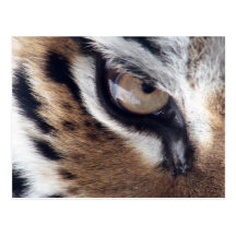 Auge des Tigers Postkarten