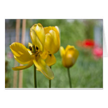 Ausbreitende Tulpen Grußkarten