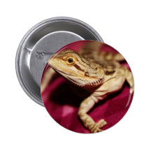 Ausdehnen des bärtigen Drachen Anstecknadelbutton
