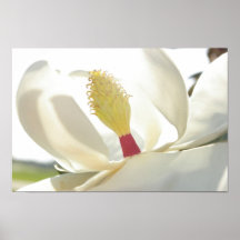 Ausgezeichnetes Magnolien-Plakat