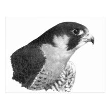 Ausländischer Falke-Bleistift Postkarte