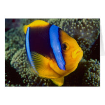 Australien, Great Barrier Reef, Anemonefish Karte
