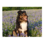 Australier in den Bluebonnets Postkarten