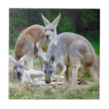 Australische Kängurus, die im Sun sich entspannen Kachel