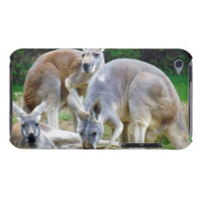 Australische Kängurus, die im Sun sich entspannen iPod Touch Etuis
