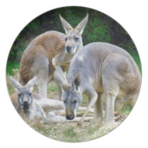 Australische Kängurus, die im Sun sich entspannen Flacher Teller