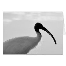 Australische weiße IBIS-Karte - freier Raum für Ja