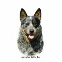 Australischer Vieh-Hund 9F061D-03 Acryl Ausschnitte