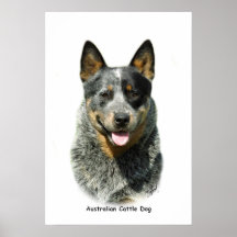 Australischer Vieh-Hund 9F061D-03 Posterdruck