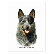 Australischer Vieh-Hund 9F061D-03 Postkarten