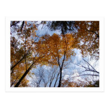 Autum Farben und Himmel Postkarten