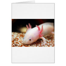 Axolotl Weißling Grußkarte