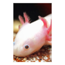 Axolotl Weißling Individuelles Druckpapier