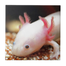Axolotl Weißling Keramikkacheln