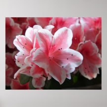 Azalee #3 plakatdruck