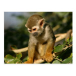 Baby-Affe Postkarte