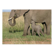 Baby Elefant saugt Milch von der Mutter Visitenkarten