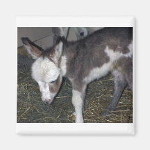 BABY-ESEL MAGNETE
