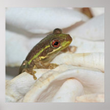 Baby-Frosch-Natur-Plakat