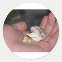 baby_hamster_eating_chips aufkleber