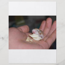 baby_hamster_eating_chips flyer druck