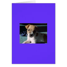 Baby-Jack-Russell-Terrier Grußkarte