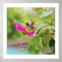 Baby-Kolibri u. Kosmos-Gänseblümchen-Druck Posterdrucke