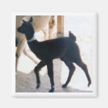 BABY-LAMA KÜHLSCHRANKMAGNETE