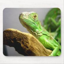 Baby-Leguan Mauspad