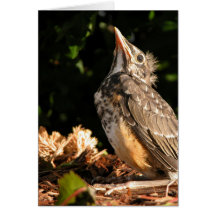 Baby Robin Grußkarte