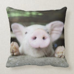 Baby-Schwein im Stift, Ferkel kissen