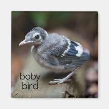 Baby-Vogel-Kühlschrank-Magnet Magnete