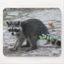 Baby-Waschbär Mousepad